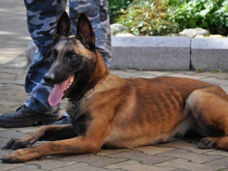 Бельгийские овчарки Капрал и Баста очаровали хабаровскую детвору Пресс-служба УМВД России по Хабаровскому краю