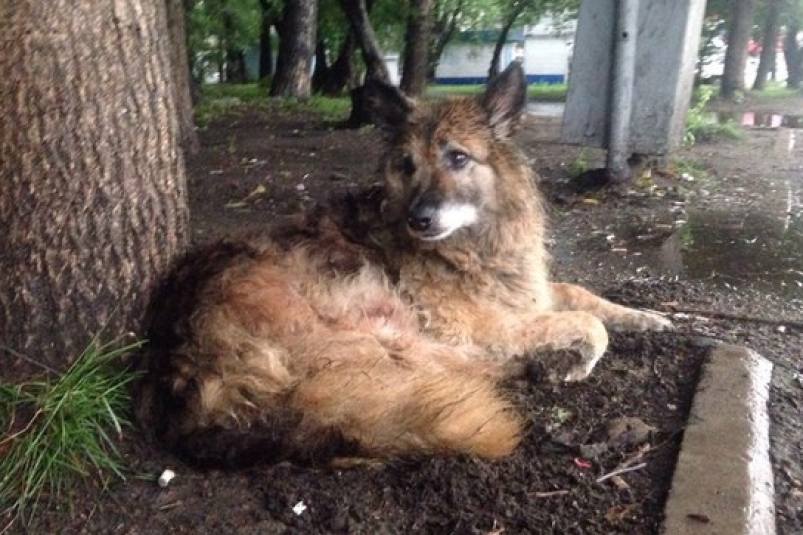 Комсомольский Хатико