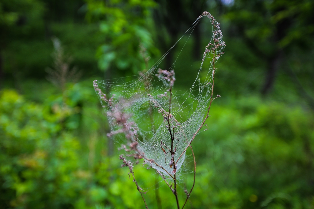 Укусы клещей зарегистрированы во всех районах Бурятии Балашов Антон, PrimaMedia