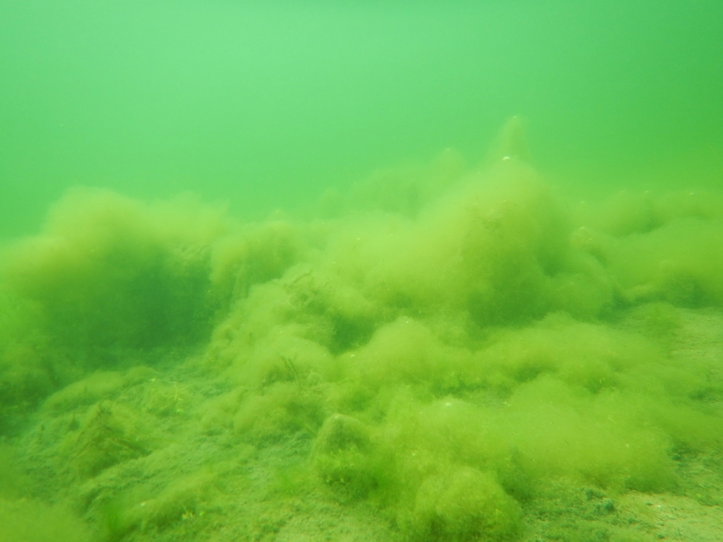 Дно Гусиного озера Дмитрий Матафонов