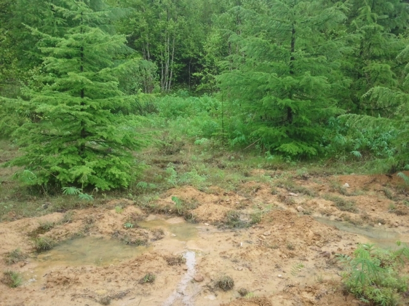 Блуждавшую сутки в тайге пенсионерку вывели спасатели ЕАО Полищук Евгения, SakhalinMedia