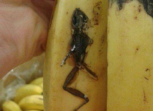 Лягушачье нашествие накрыло хабаровские торговые сети Скриншот публикации в соцсетях