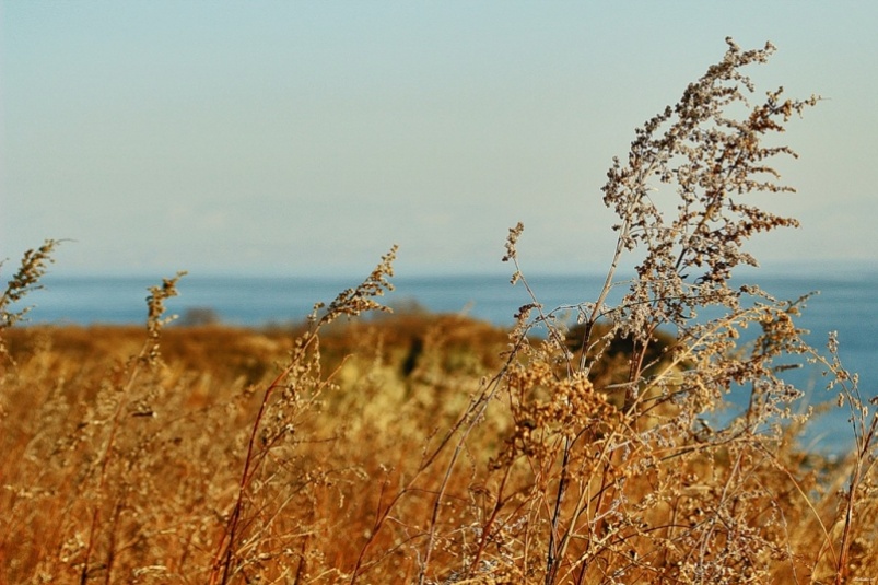 Засуха Антон Балашов, ИА PrimaMedia