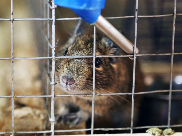 Мышь Мария Оленникова, ИА IrkutskMedia