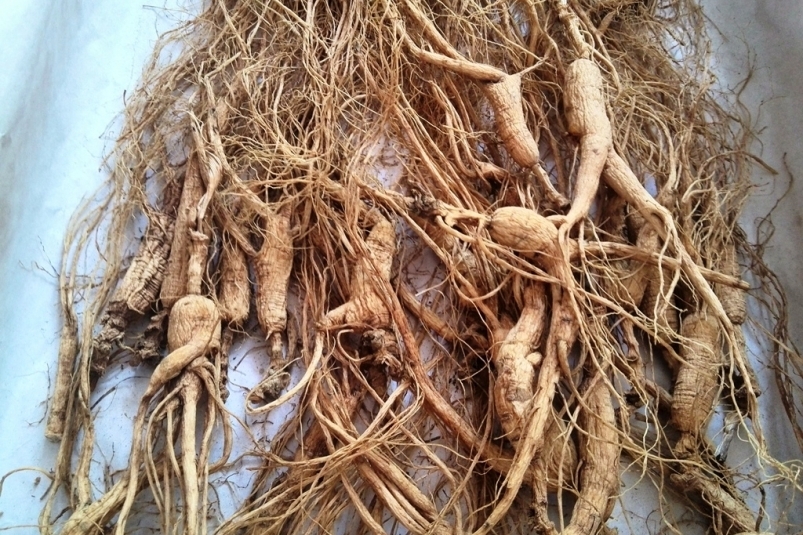 Женьшень ИА PrimaMedia