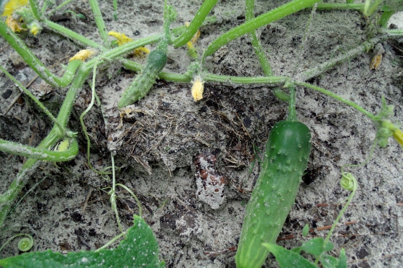 Тематическое фото Pixabay.com