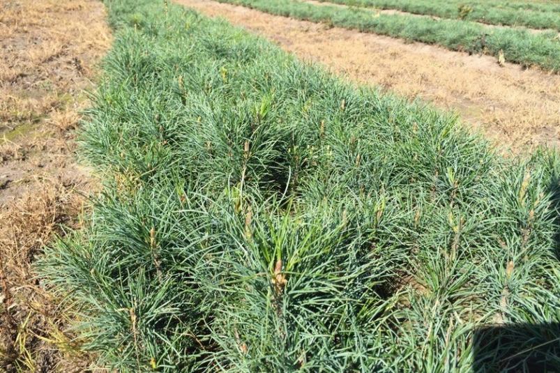 Лесовосстановление Министерство лесного хозяйства Красноярского края