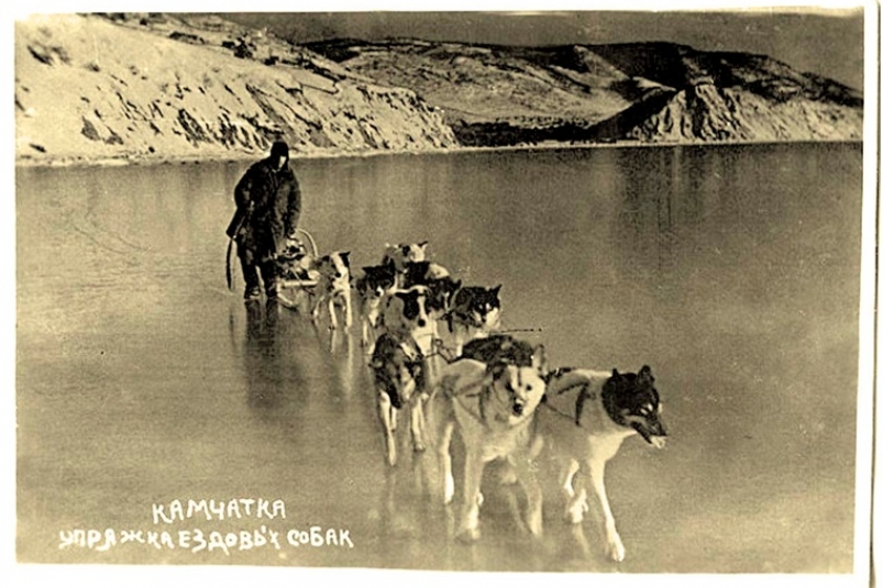 Упряжка ездовых собак, 1930-е гг. из фондов Камчатской краевой научной библиотеки им. С. П. Крашенинникова.