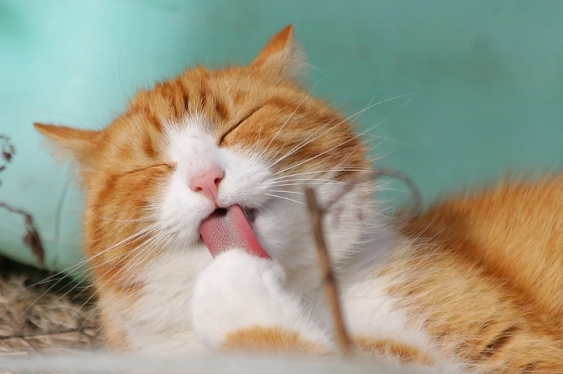 Что нельзя делать 3 апреля в Фомин день по народным приметам и причем тут кошки С бесплатного фотохостинга: pixabay.com
