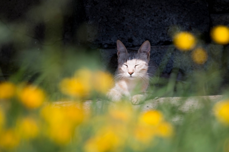 Кот, кошка, лето, солнце, цветы Денис Таушканов, ИА SakhalinMedia