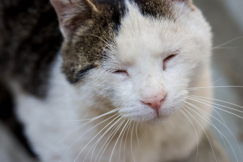 Сонный кот Денис Таушканов, ИА SakhalinMedia