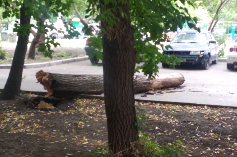 Старое дерево рухнуло во дворе на ул. Корнетова КрасноярскМедиа