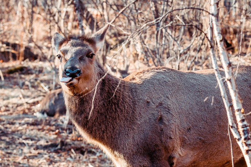 Изюбрь Мария Бородина, РИА PrimaMedia