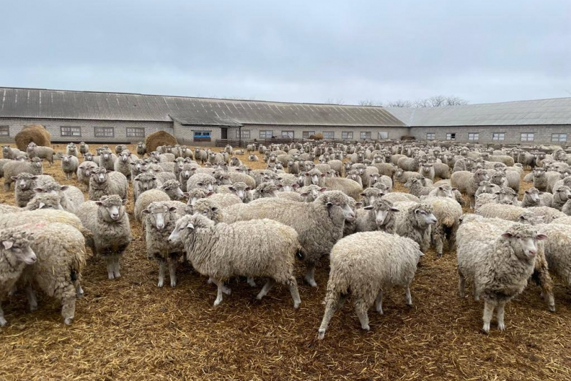 Баранов и овец Степновского округа готовят для участия в российской  выставке - Stavropol.Media