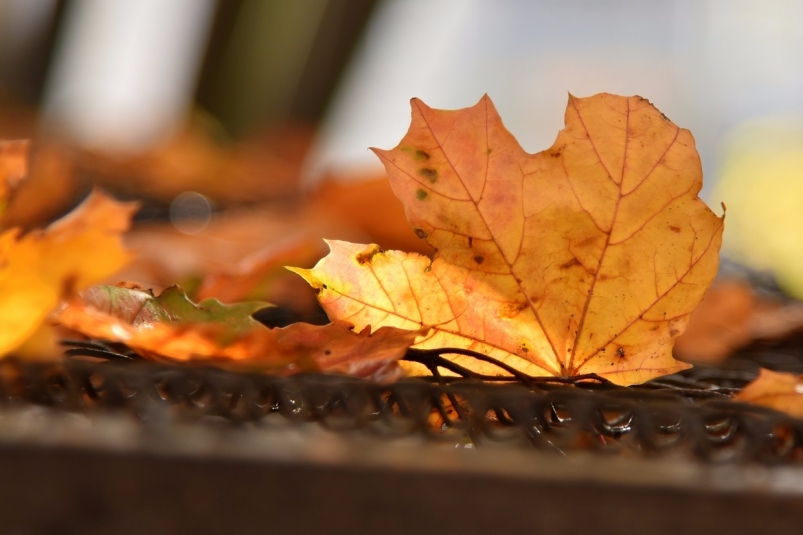 Осень, листья, озеро, парк Юрий Гуршал
