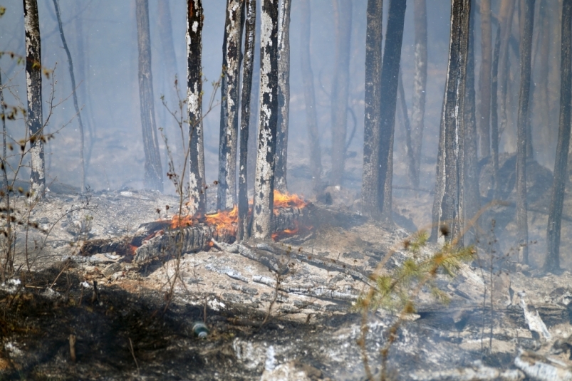 Лесной пожар Владислав Костин, ИА IrkutskMedia