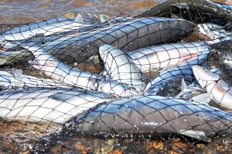 Итоги лососевой путины подвели на заседании Правительства Магаданской области Источник