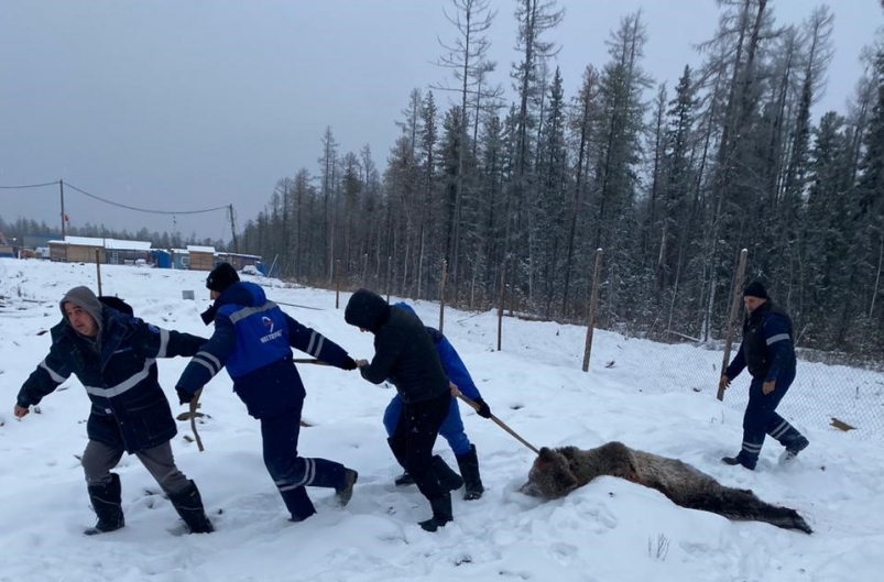 Медведь растерзал двух вахтовиков в Якутии открытые источники