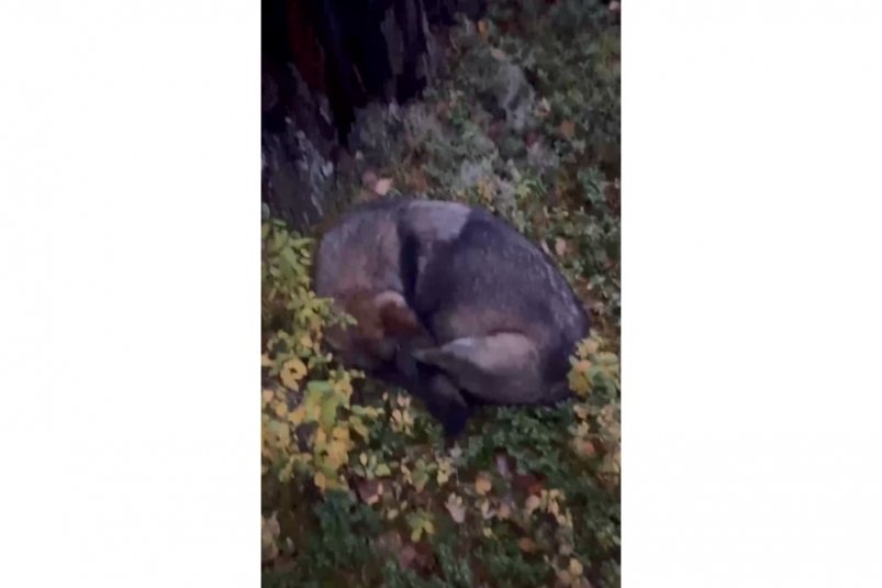 Родившая в Саянских горах собака их видео Чита.ру