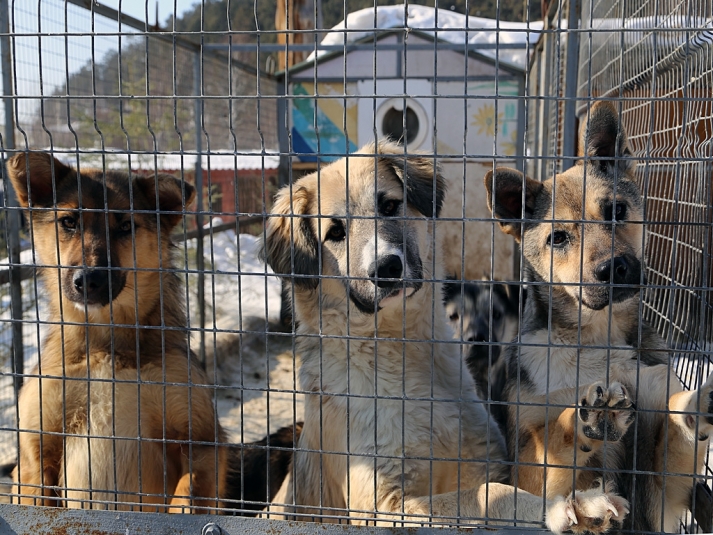 Собаки в вольере ИА IrkutskMedia