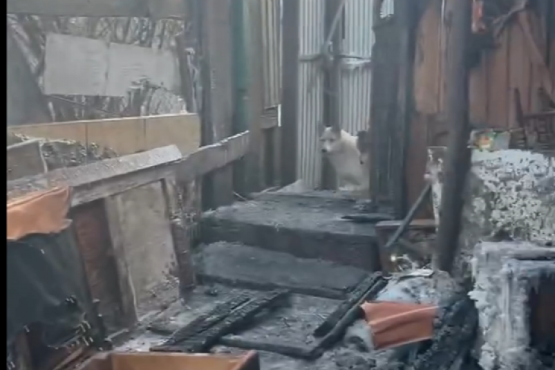 Сгоревший дом с СНТ "Пищевик" Собака счастья