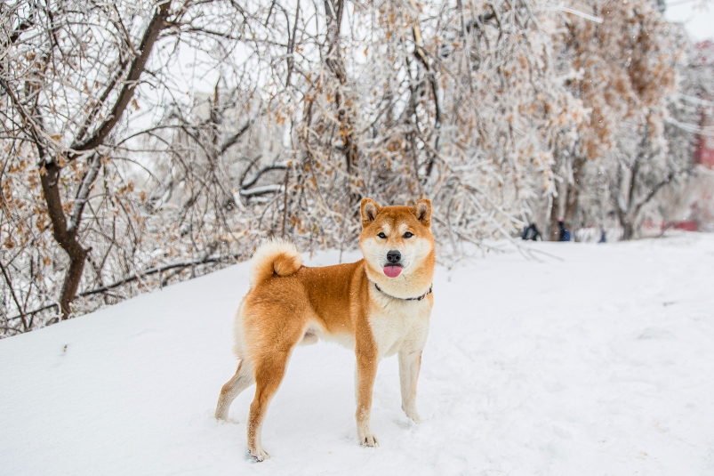 снегопад, снег, погода, собака Мария Смитюк, ИА PrimaMedia