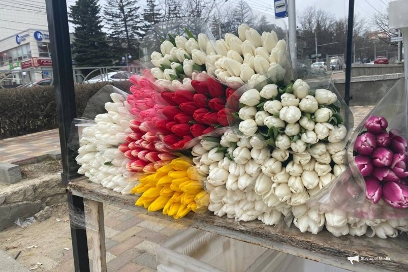 Дорогая красота: сколько стоят тюльпаны в Ставрополе перед 8 Марта ИА Stavropol.Media