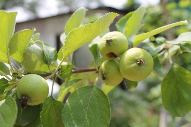 30 га яблоневых садов заложат в Геленджике до конца года Антон Балашов