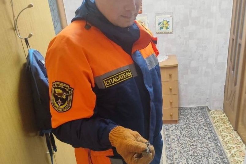 Спасатель поймал летучую мышь пресс-служба ПАСС СК