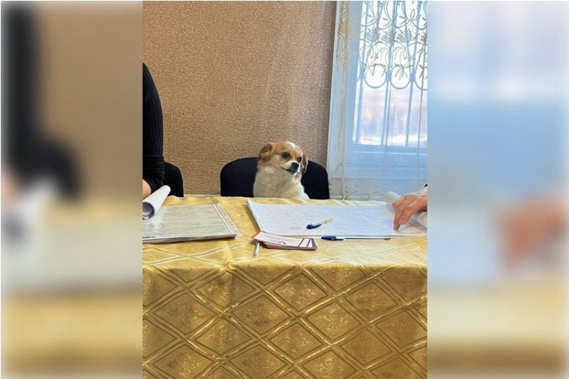 Собака за столом члена избирательной комиссии тг-канал администрации Могочинского округа