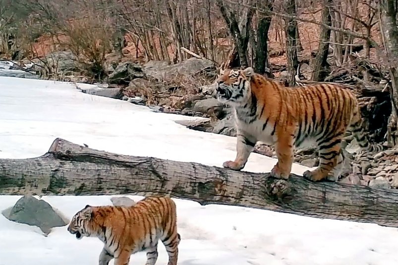 Знаменитая тигрица из Приморья с выводком ФГБУ "Земля леопарда"