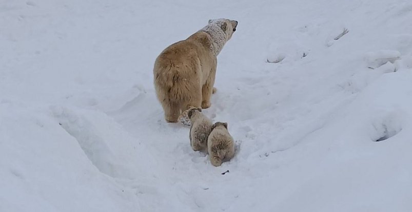 Медвежата с мамой С личной страницы главы Якутии в ТГ