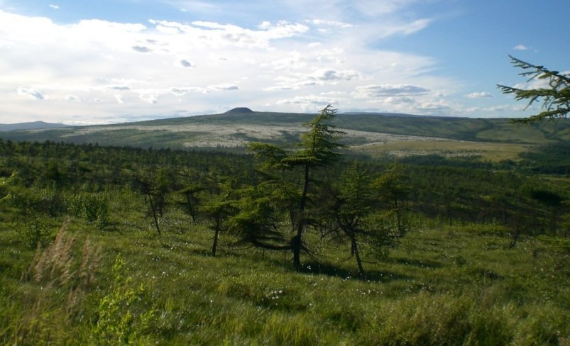 лес MagadanMedia
