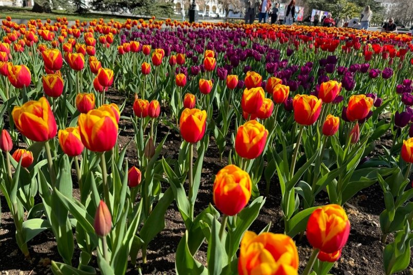 Около 185 тысяч тюльпанов, нарциссов и виол высадили в 52 клумбах Севастополе Правительство Севастополя
