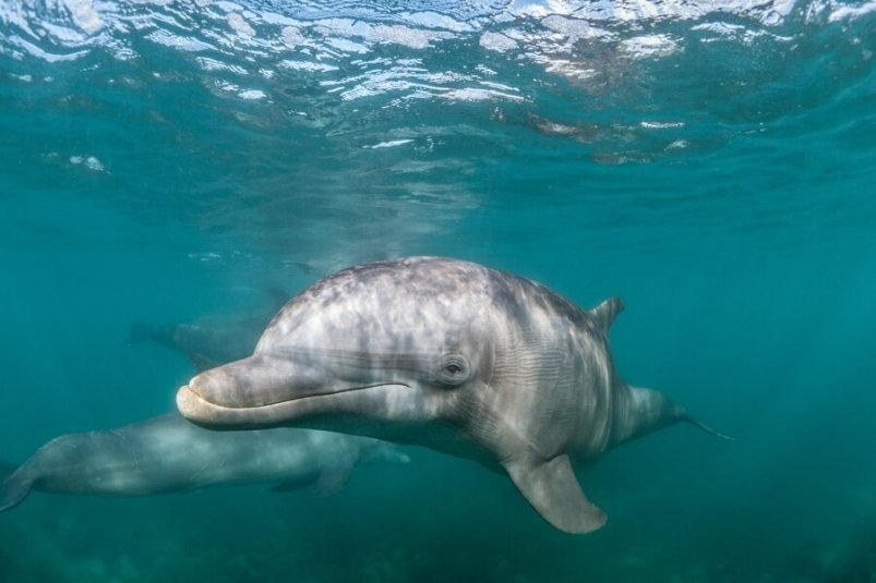 Около 140 дельфинов за месяц погибли в Краснодарском крае freepik.com