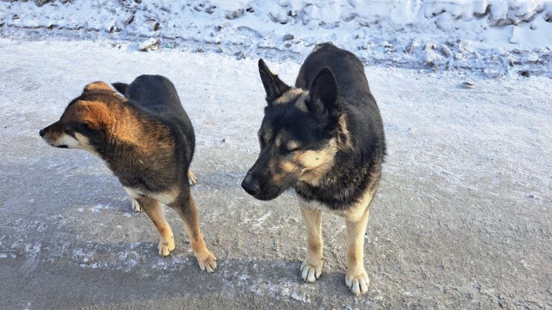 Бродячие собаки Елена Поддубная ИА KamchatkaMedia