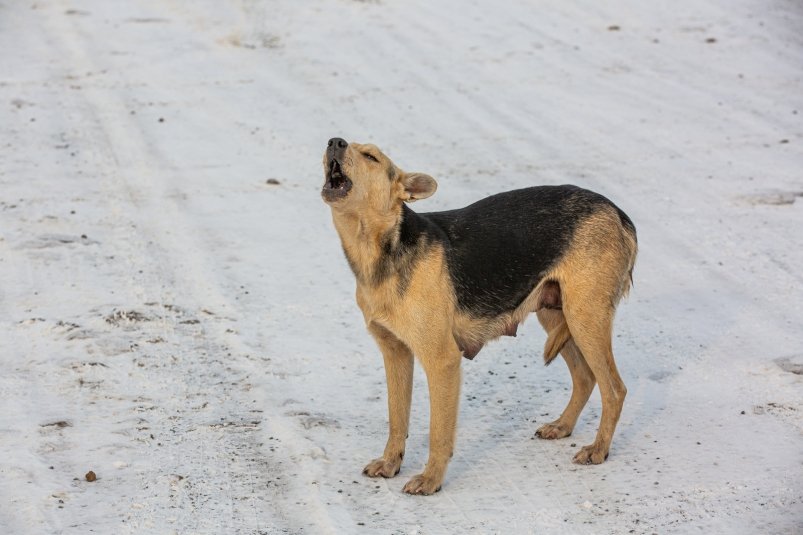 зима, погода, собака Мария Смитюк, ИА PrimaMedia.ru