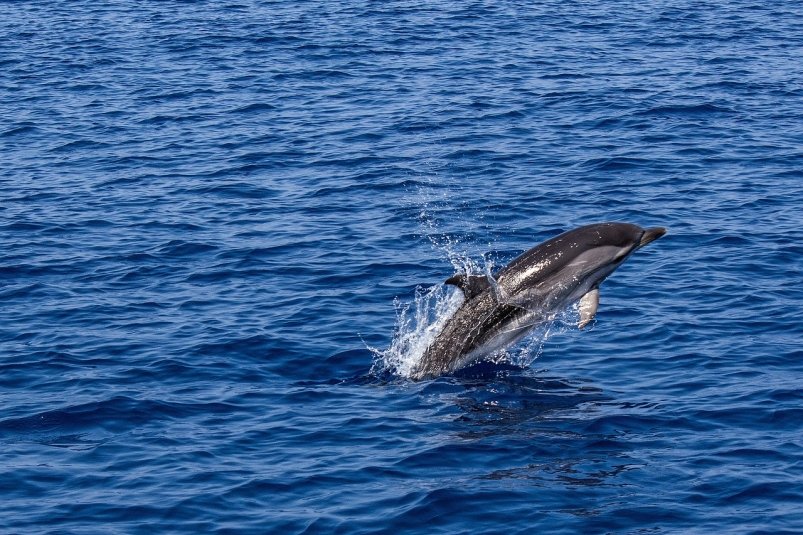 Дельфины в акватории Сочи устроили шоу для сапбордистов pixabay.com