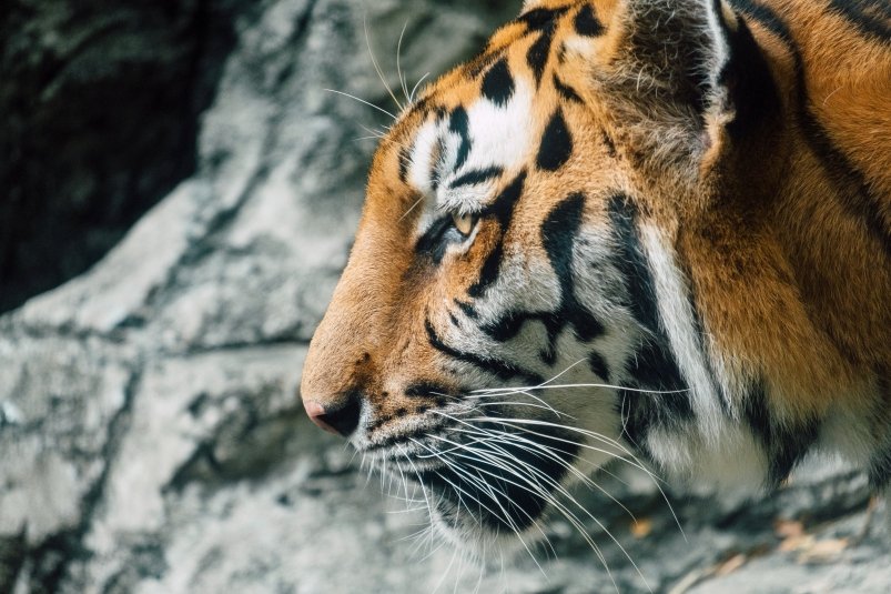 В Приморье принимают меры по отлову опасного тигра ru.freepik.com