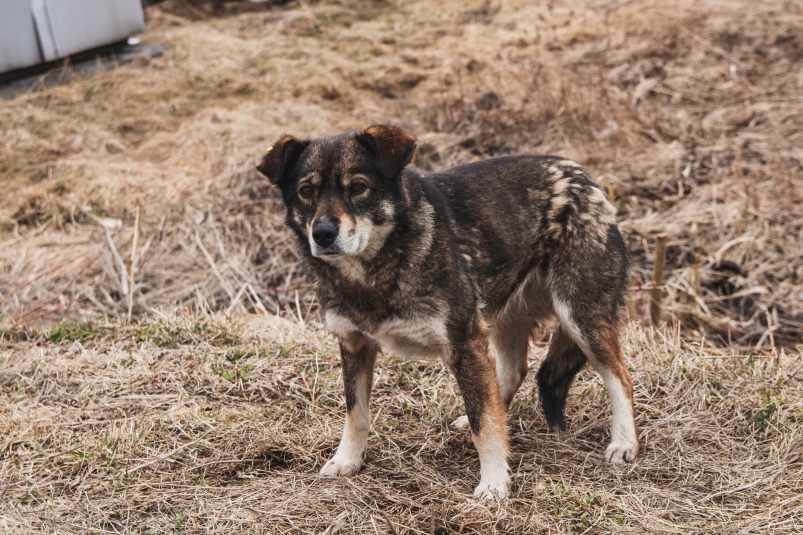 Бездомная собака может быть переносчиком возбудителей бешенства Владислав Беляцкий, ИА SakhalinMedia