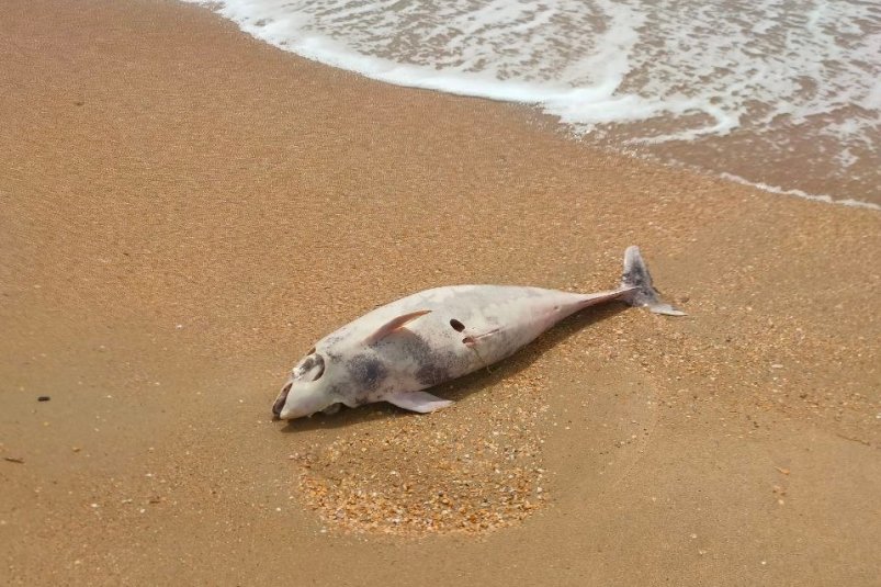 Более 40 погибших дельфинов обнаружили на берегу моря под Анапой кубанцы С Telegram-канала: t.me/slavarevun (18+)