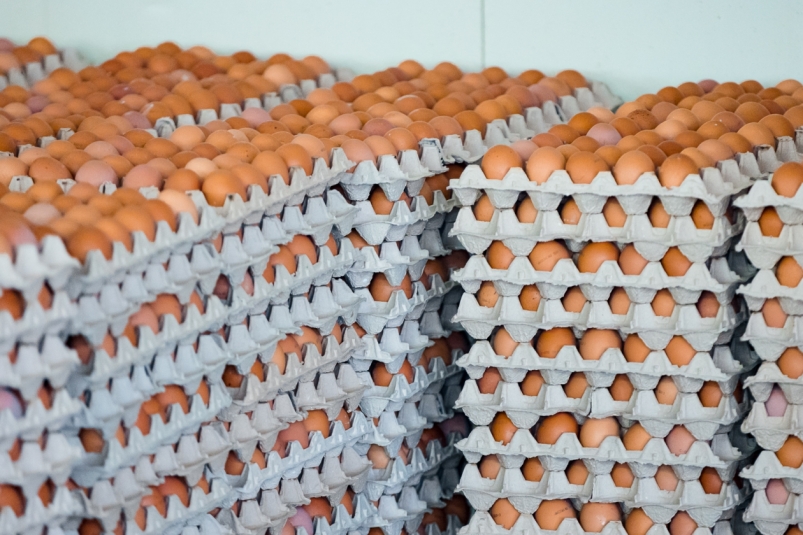 С начала года на Кубань поставили около 4,5 млн куриных яиц из Турции Илья Аверьянов, ИА PrimaMedia