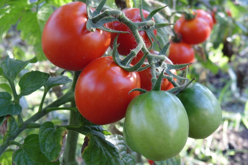 Опытные дачники рассказали, как собрать урожай вкусных и крупных томатов Фотосток