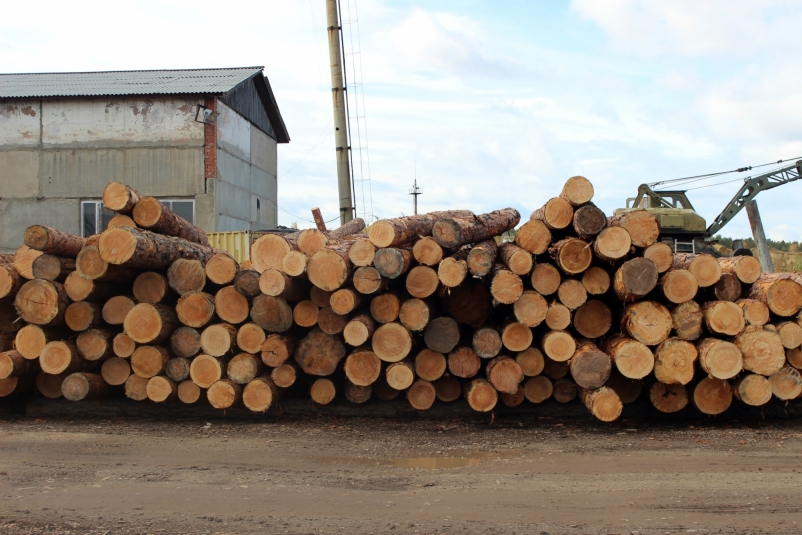 20 млн рублей заработала на контрабанде древесины ОПГ из Краснодарского края Наталия Раткевич, ИА IrkutskMedia