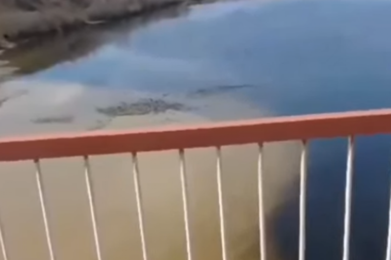 Загрязнённая река Кадр из видео