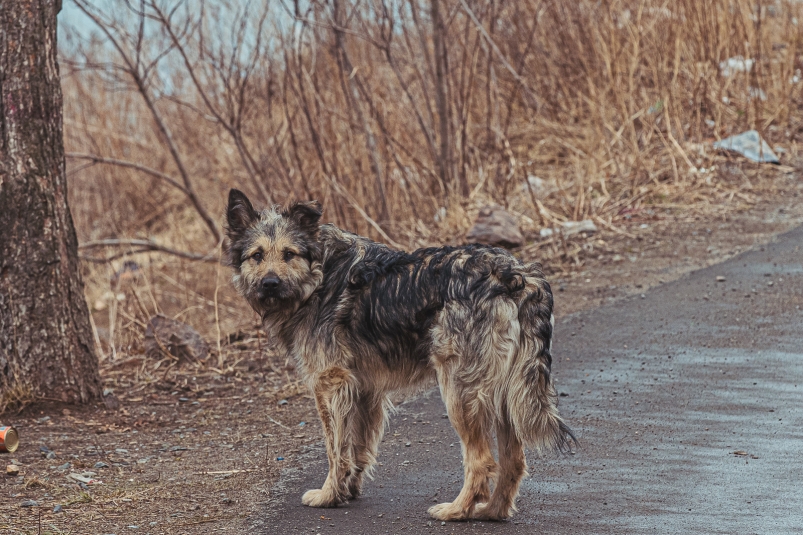 Нападение бродячей собаки на ребенка в Якутии обошлось в 100 тысяч рублей Мария Смитюк, ИА PrimaMedia