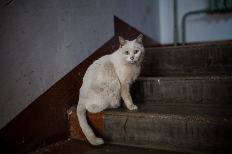 В массовом убийстве кошек разбирается полиция Новороссийска Мария Бородина