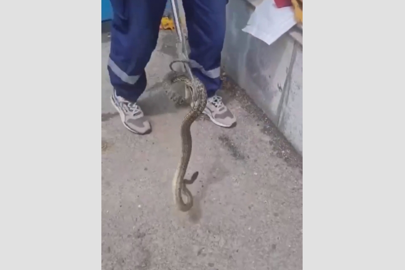 Змею вытащили из фундамента дома в Георгиевском округе  пресс-служба ПАСС СК