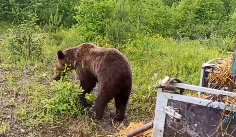 Медведь Скриншот видео из тг-канала (18+) питомника "К-9"