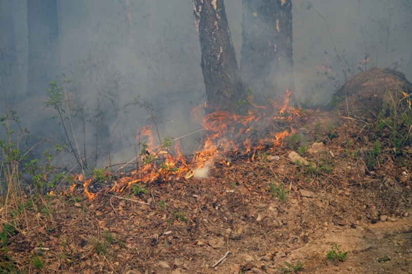 5,4 тысяч горящего леса потушили пожарные в Якутии за сутки Владислав Костин, ИА IrkutskMedia